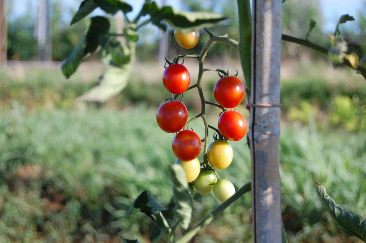 Vila Societa Agricola La Staccionata Staranzano Exteriér fotografie